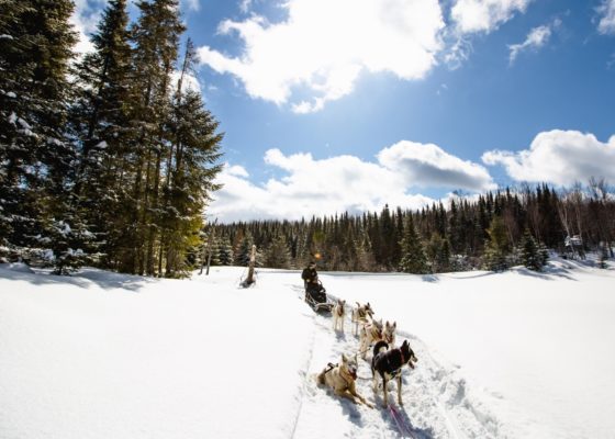 chien traineau randonnee quebec