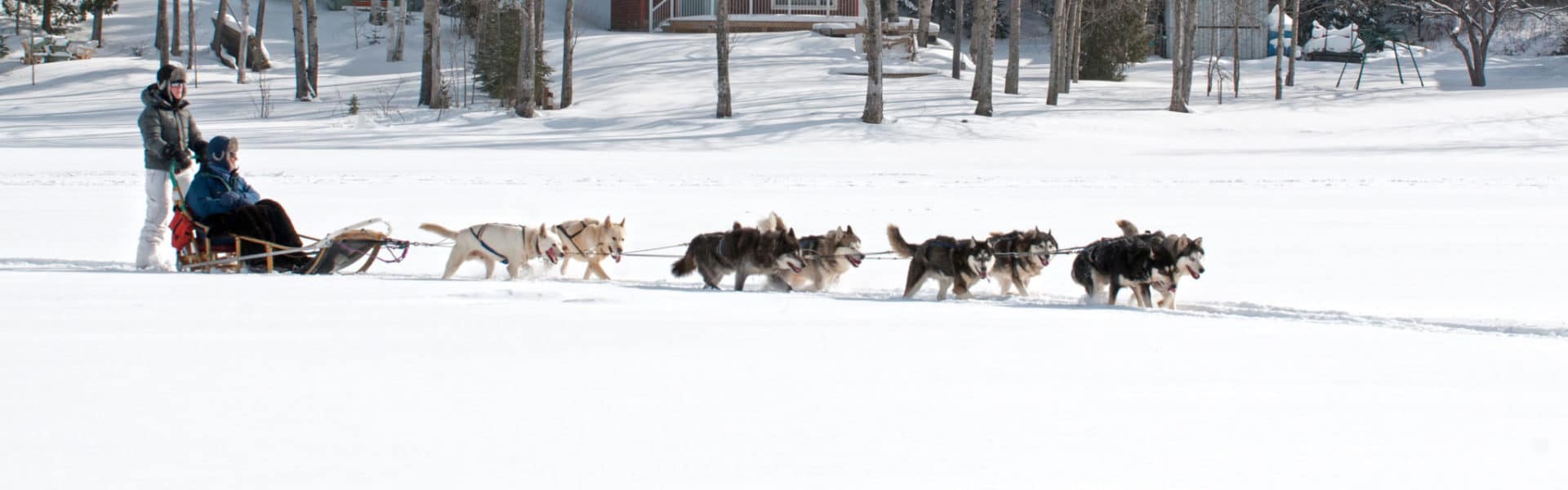 traineau chien lac