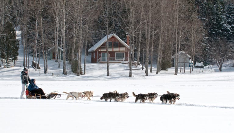 traineau chien lac