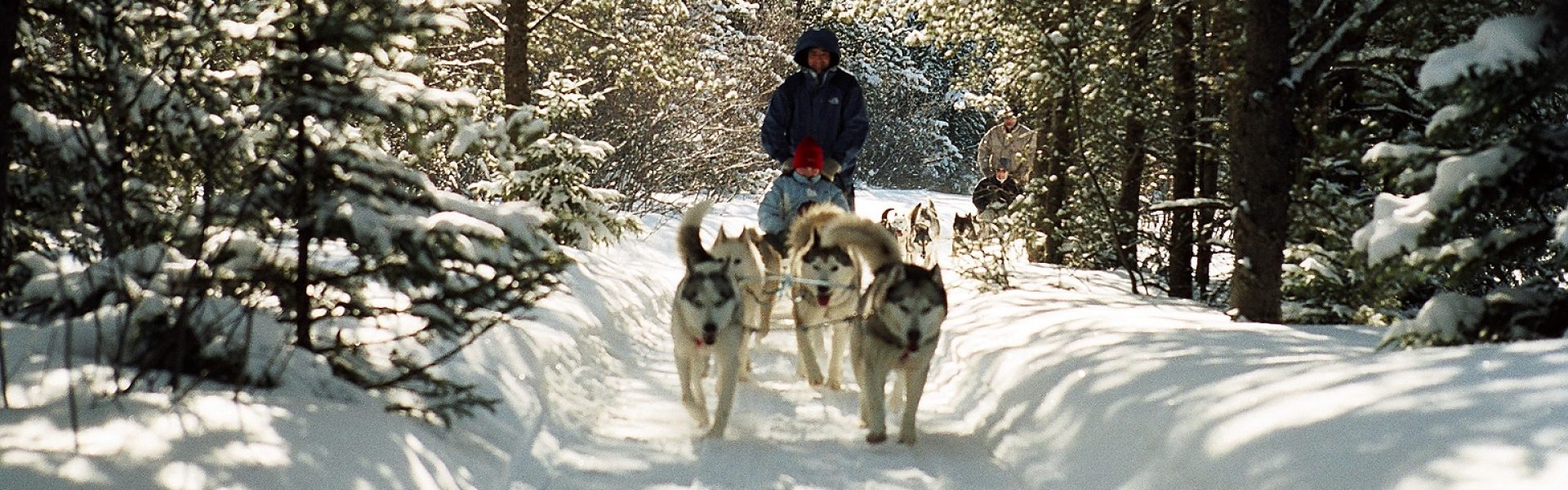 traineau chien canada