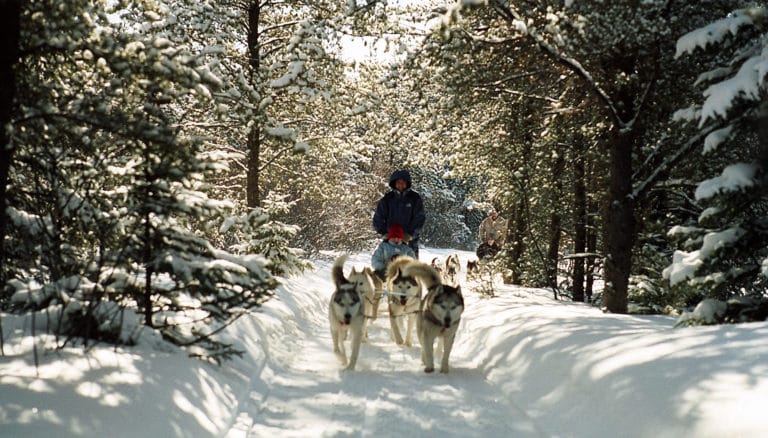 traineau chien canada