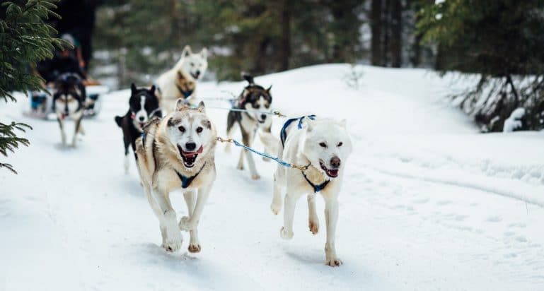 balade chien traineau