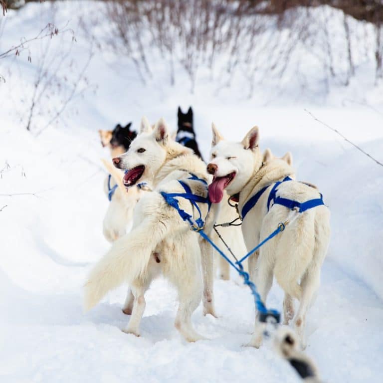 chiens de traineau en randonnee