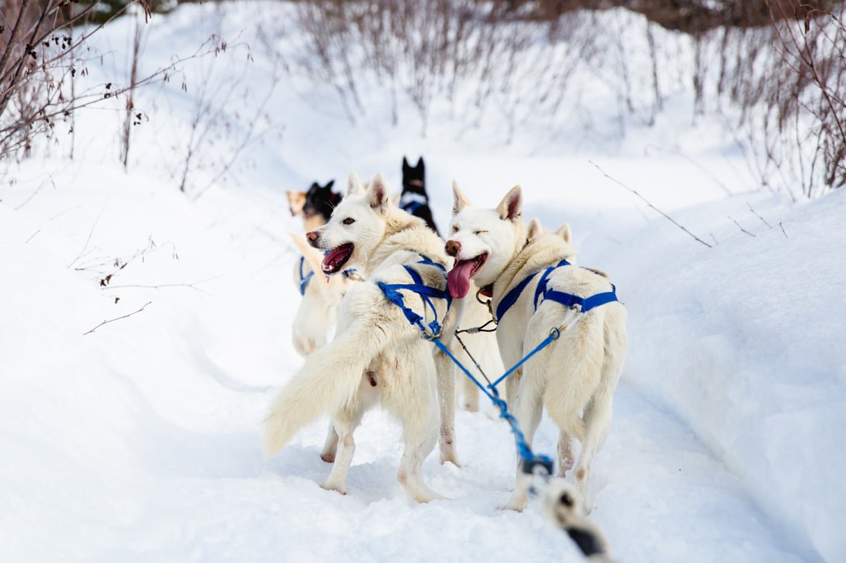 Randonnée en traineau à chiens au Canada